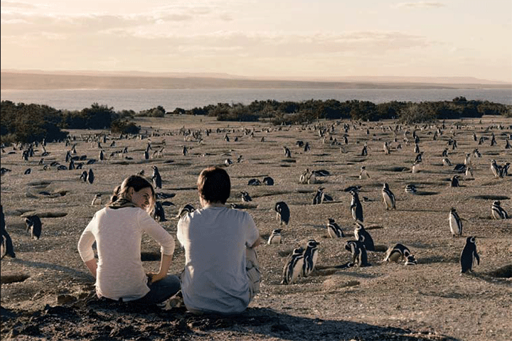 penguins at punta tombó, argentina